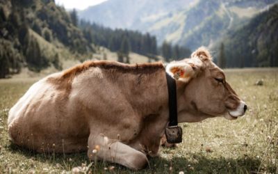Los pros y los contras de usar llantas para hacer comederos para ganado